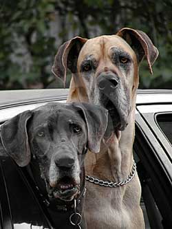 dogs in car window