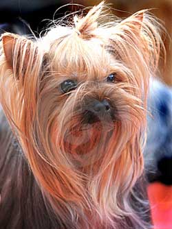 pampered dog