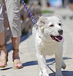 dog walking