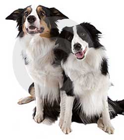 dogs side by side