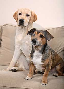 dogs sitting on couch
