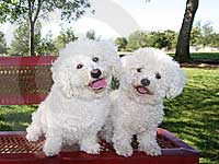 Two cute dogs