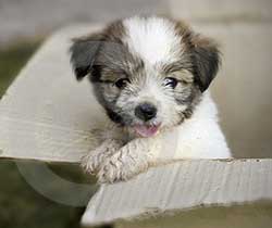 dog in a box