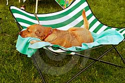 dog on vacation